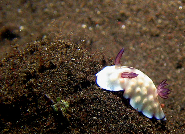 Nudibranch